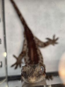Ck4KTFNuYXBjaGF0LzEzLjU2LjAuNTEgKFNNLUc5OTFVOyBBbmRyb2lkIDE1I0c5OTFVU1FTR0hZRjIjMzU7IGd6aXApIFYvTVVTSFJPT00=
